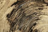Polished Oligocene Petrified Wood (Pinus) - Australia #221132-1